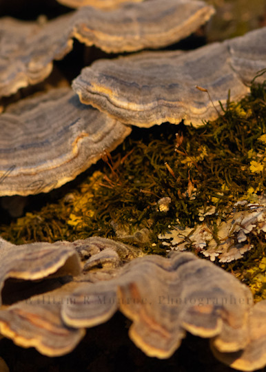 Tree Fungus Photography Art | Second Nature Photography