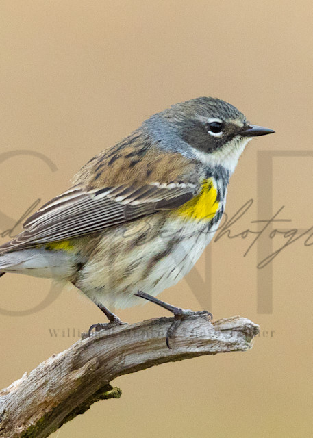 Yellow Rumped Warbler Portrait 2 Photography Art | Second Nature Photography