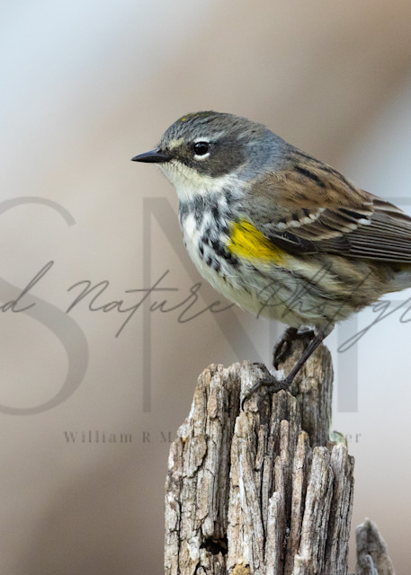 Yellow Rumped Warbler Portrait 3 Photography Art | Second Nature Photography