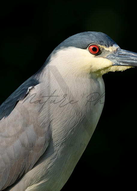 Black Crowned Night Heron Portrait Photography Art | Second Nature Photography