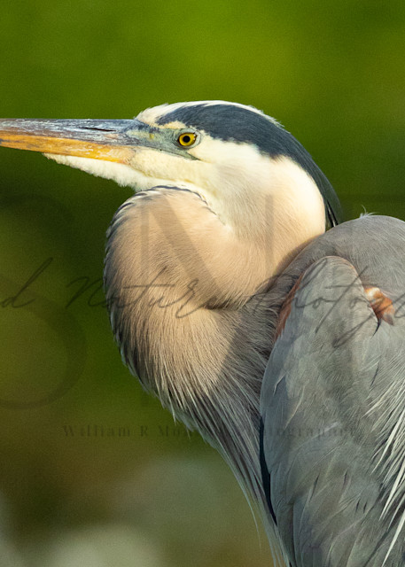 Great Blue Heron Portrait Photography Art | Second Nature Photography