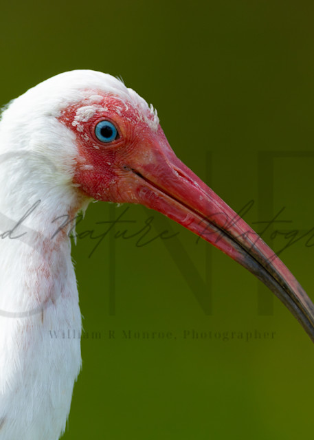 White Ibis Portrait Photography Art | Second Nature Photography