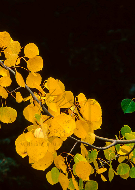 Fall Aspen Leaves Photography Art | Second Nature Photography
