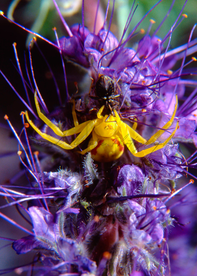 Goldenrod Spider On Silky Phacelia Photography Art | Second Nature Photography