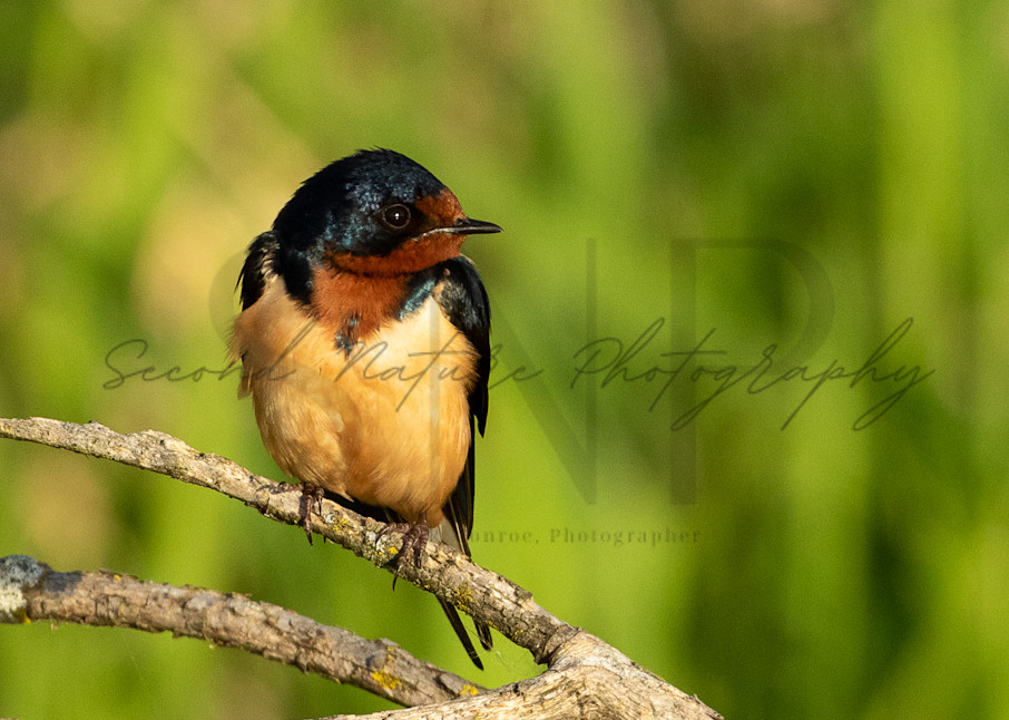 Barn Swallow Perched Photography Art | Second Nature Photography
