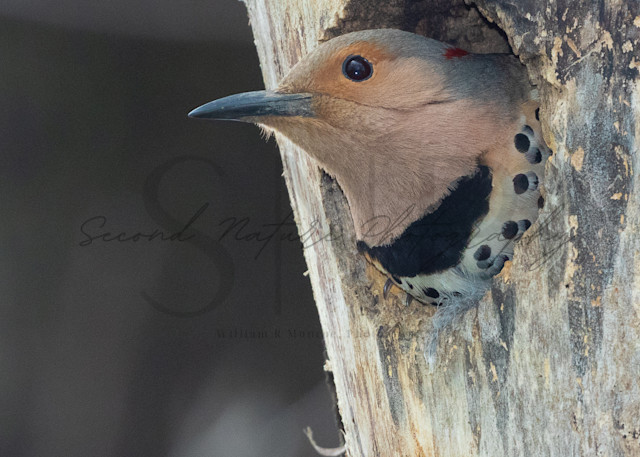 Northern Flicker Female In Nest Photography Art | Second Nature Photography