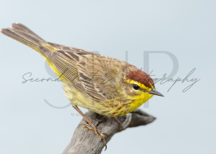 Palm Warbler Perched 2 Photography Art | Second Nature Photography