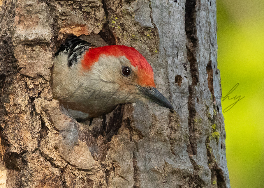 Red Bellied Woodpecker Male In Nest Photography Art | Second Nature Photography