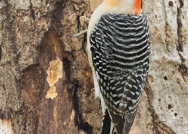 Red Bellied Woodpecker Perched Photography Art | Second Nature Photography