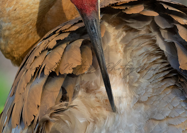 Sandhill Crane Preening 2 Photography Art | Second Nature Photography
