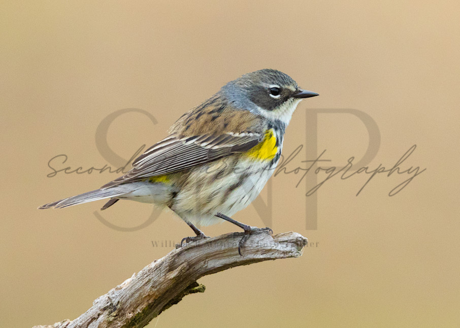 Yellow Rumped Warbler Portrait 2 Photography Art | Second Nature Photography