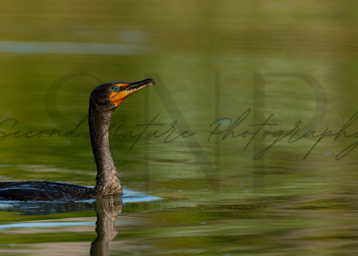 Double Crested Cormorant Waterscape Photography Art | Second Nature Photography
