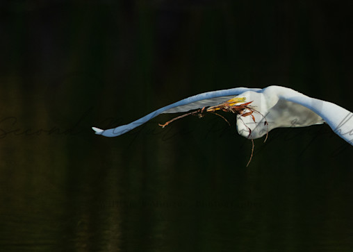 Great Egret In Flight 4 Photography Art | Second Nature Photography