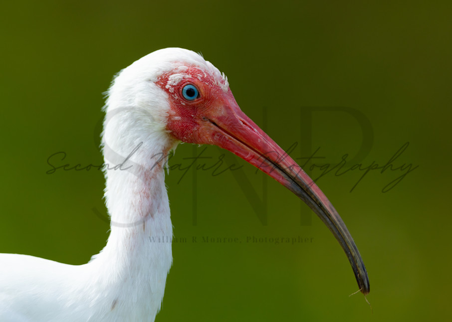 White Ibis Portrait Photography Art | Second Nature Photography