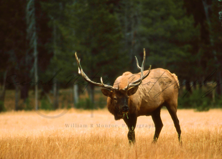 Meadow Elk  Photography Art | Second Nature Photography
