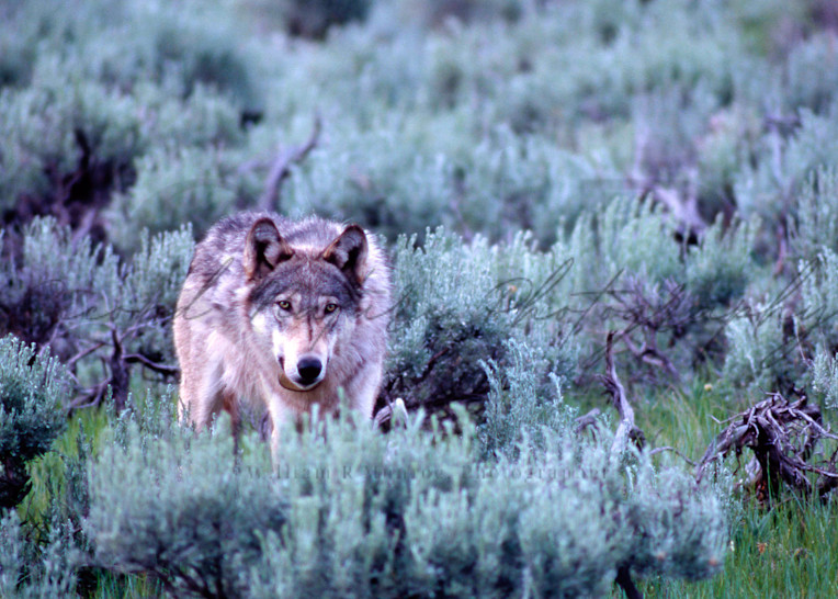 Grey Wolf In Sage Photography Art | Second Nature Photography