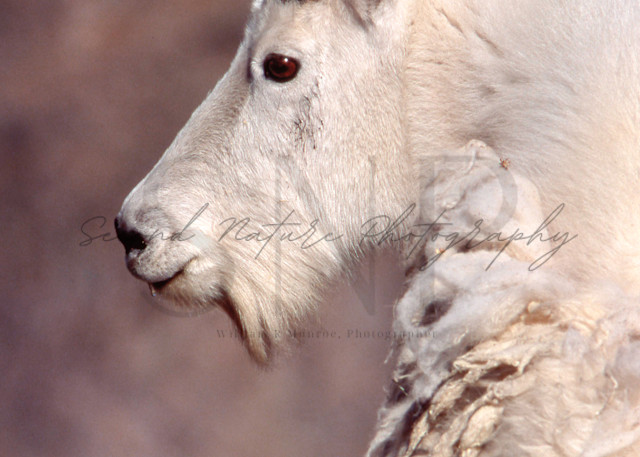 Mountain Goat, Beartooth Mountains Photography Art | Second Nature Photography