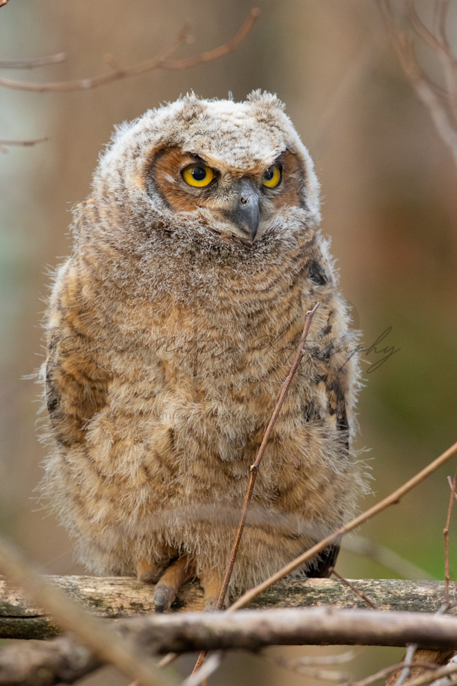 Great Horned Owl Chick Portrait Photography Art | Second Nature Photography