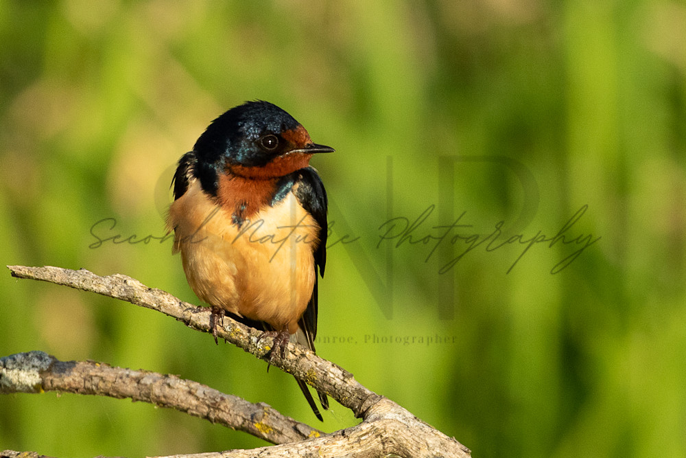 Barn Swallow Perched Photography Art | Second Nature Photography