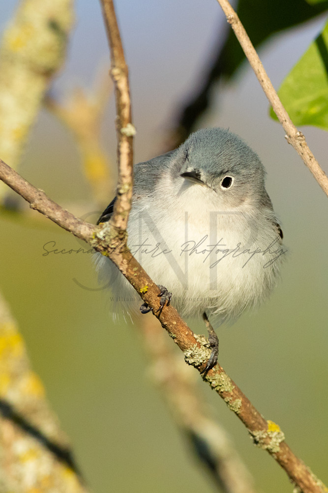 Blue Gray Gnatcatcher Perched Photography Art | Second Nature Photography