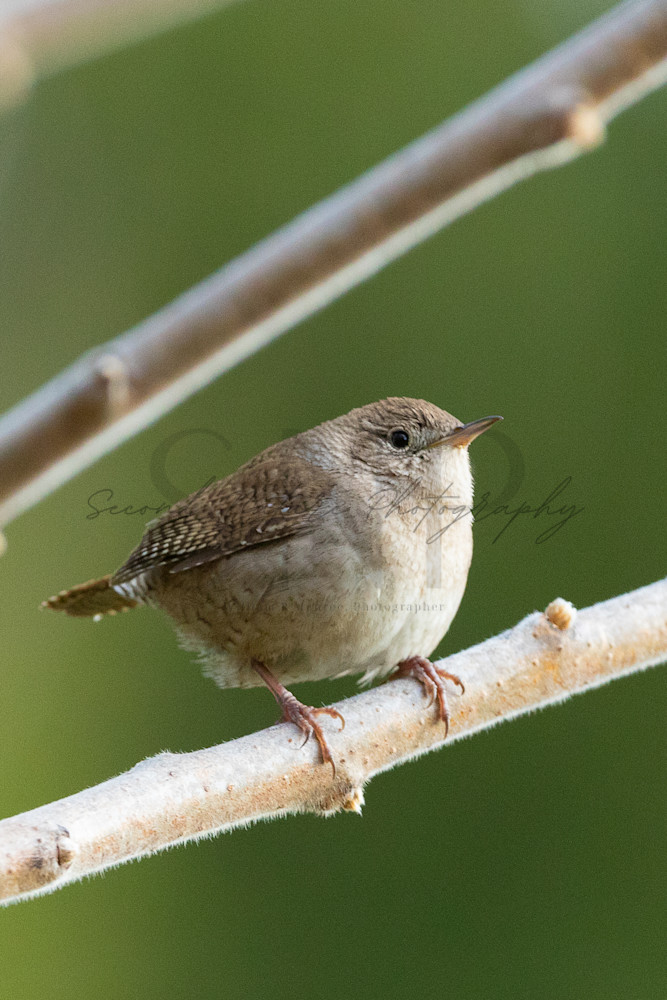 House Wren Perched Photography Art | Second Nature Photography