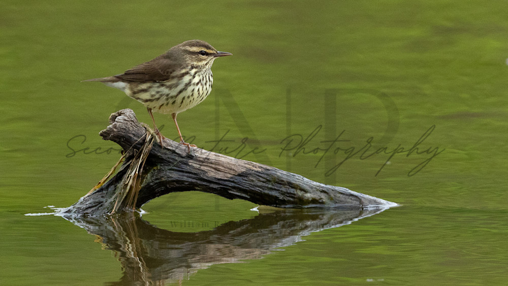 Northern Waterthrush Perched Photography Art | Second Nature Photography
