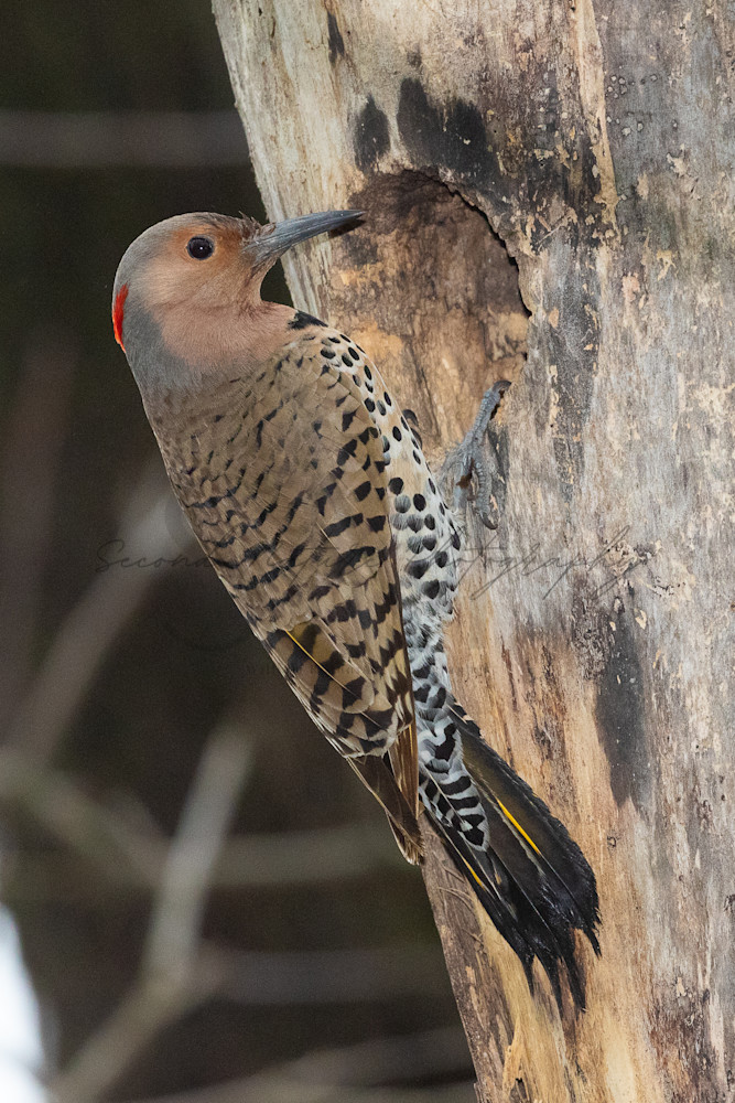 Northern Flicker Female Perched 2 Photography Art | Second Nature Photography