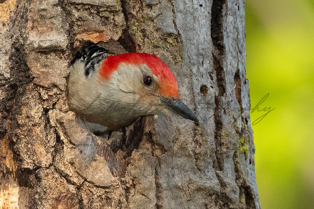 Red Bellied Woodpecker Male In Nest Photography Art | Second Nature Photography