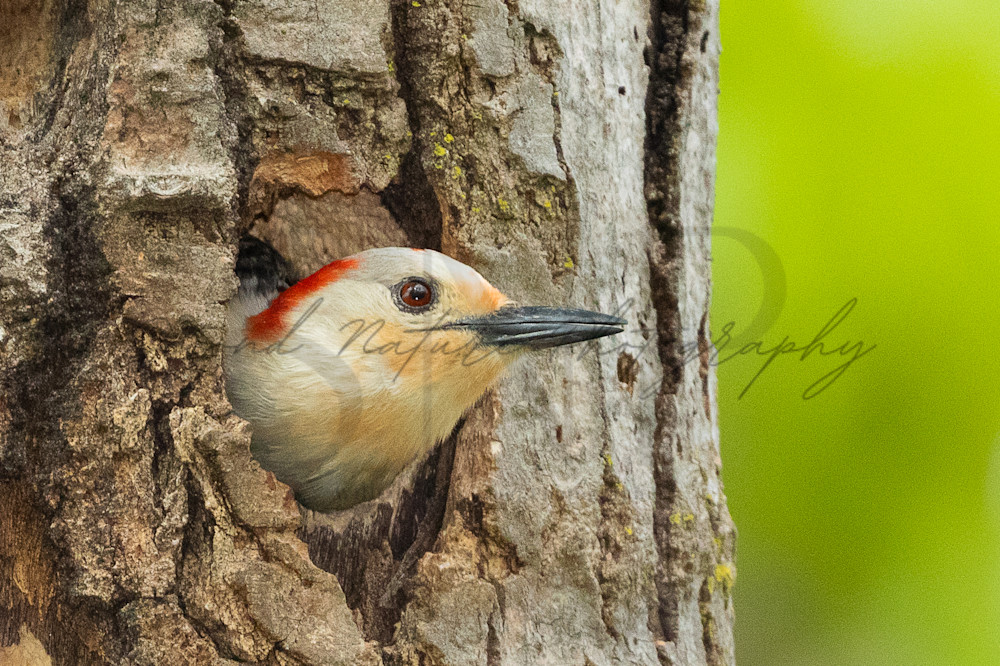 Red Bellied Woodpecker Female In Nest Photography Art | Second Nature Photography