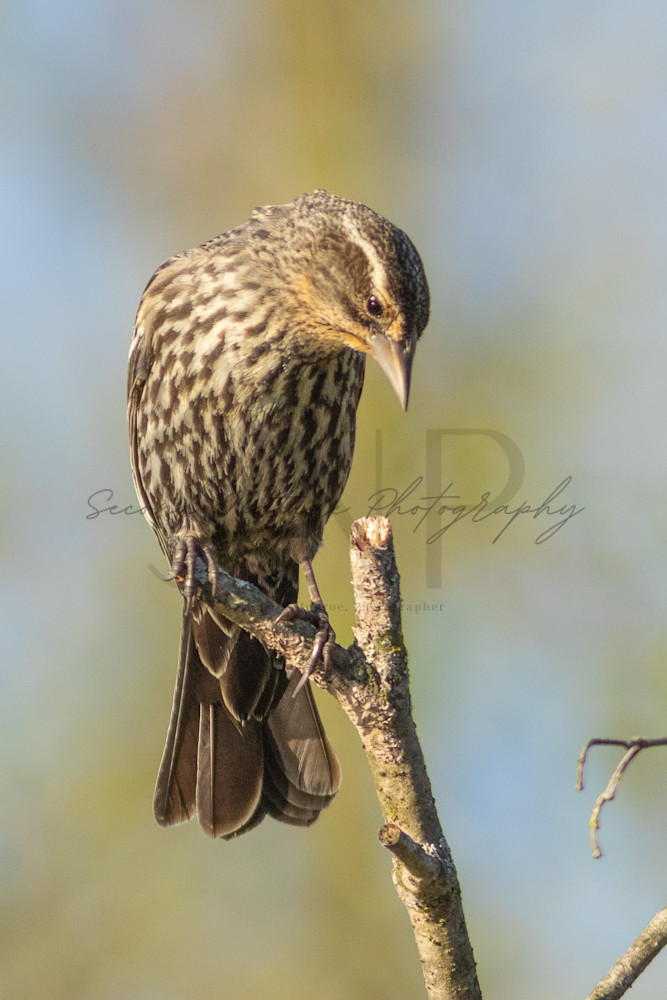 Red Winged Blackbird Female Perched 2 Photography Art | Second Nature Photography