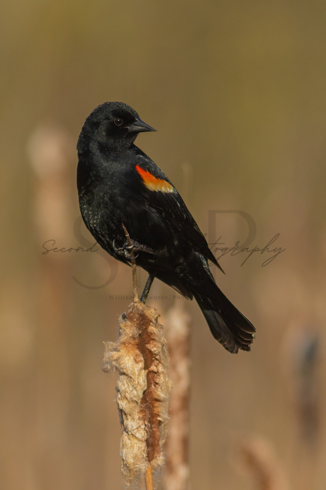 Red Winged Blackbird Perched 3 Photography Art | Second Nature Photography