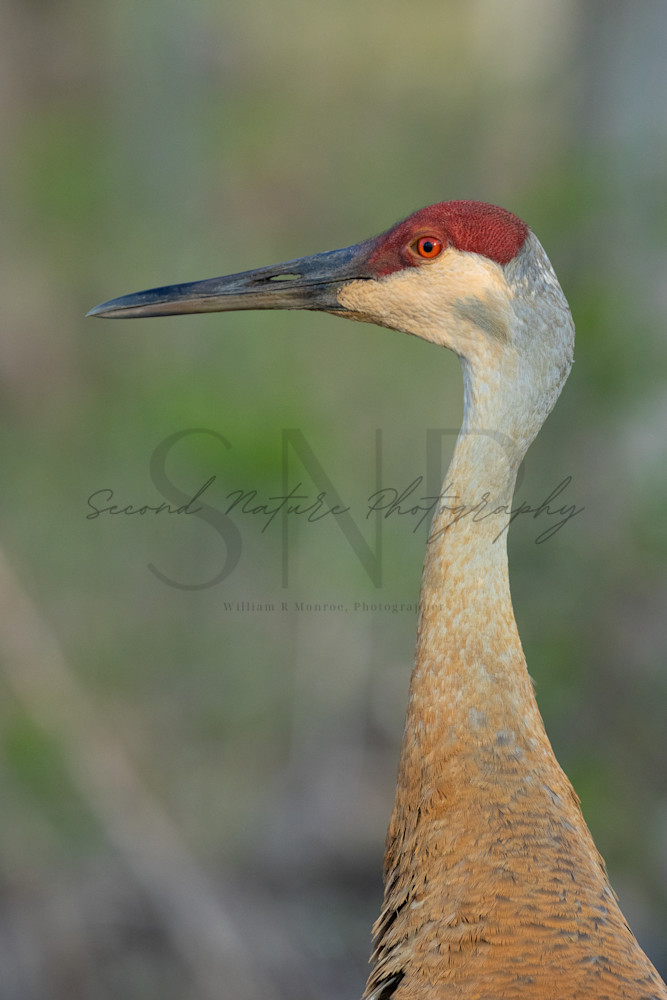 Sandhill Crane Portrait 2 Photography Art | Second Nature Photography