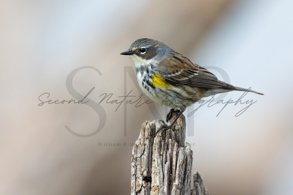 Yellow Rumped Warbler Portrait 3 Photography Art | Second Nature Photography
