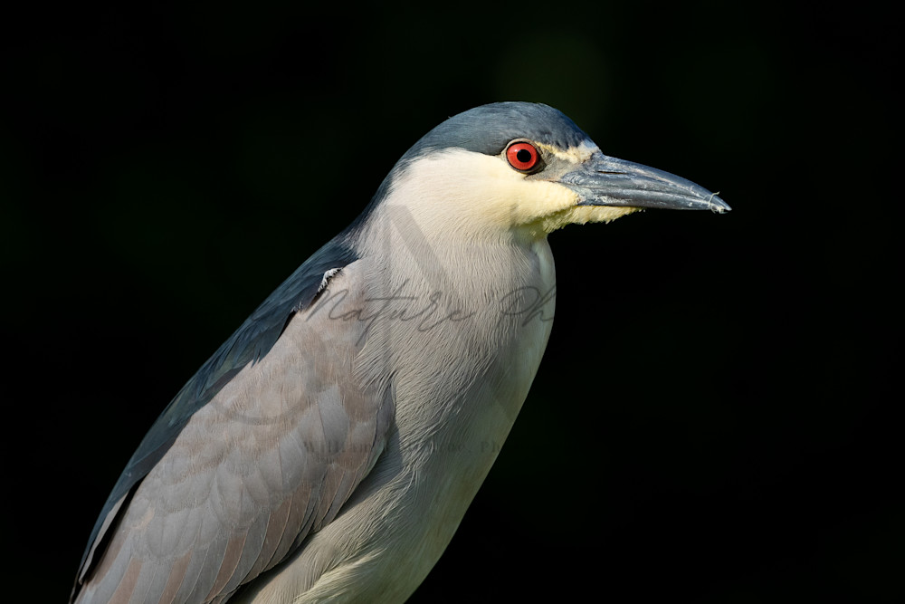 Black Crowned Night Heron Portrait Photography Art | Second Nature Photography