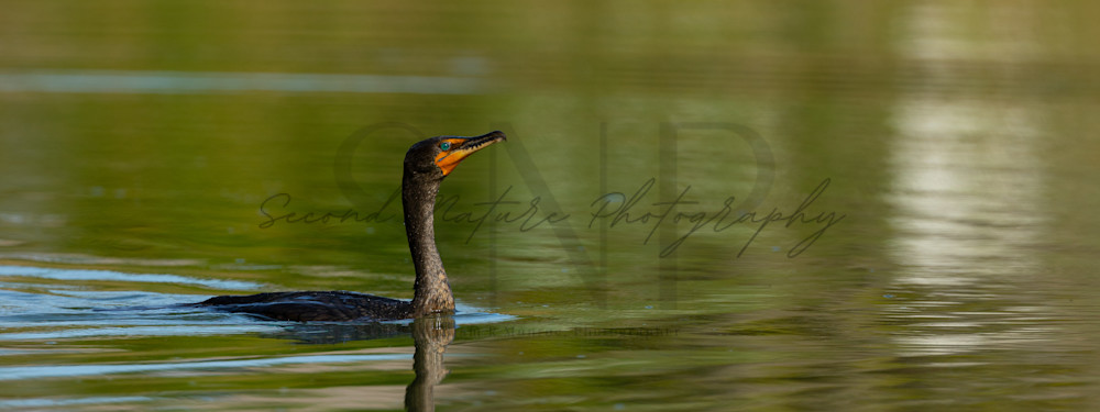 Double Crested Cormorant Waterscape Photography Art | Second Nature Photography