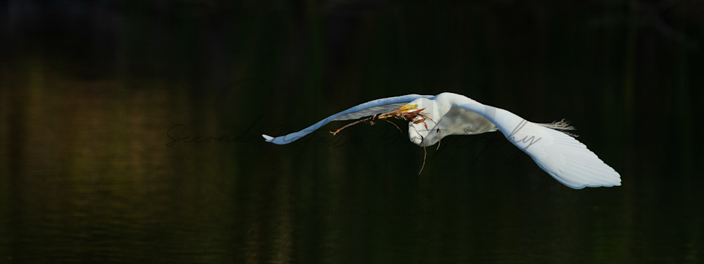 Great Egret In Flight 4 Photography Art | Second Nature Photography