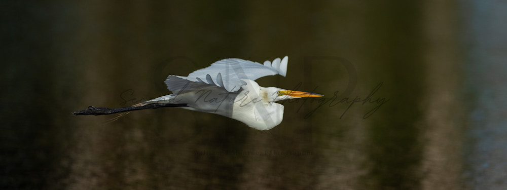 Great Egret In Flight 2 Photography Art | Second Nature Photography