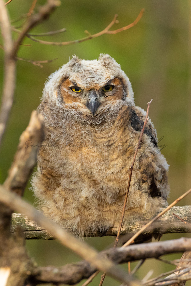 Great Horned Owl Chick Portrait 2 Photography Art | Second Nature Photography
