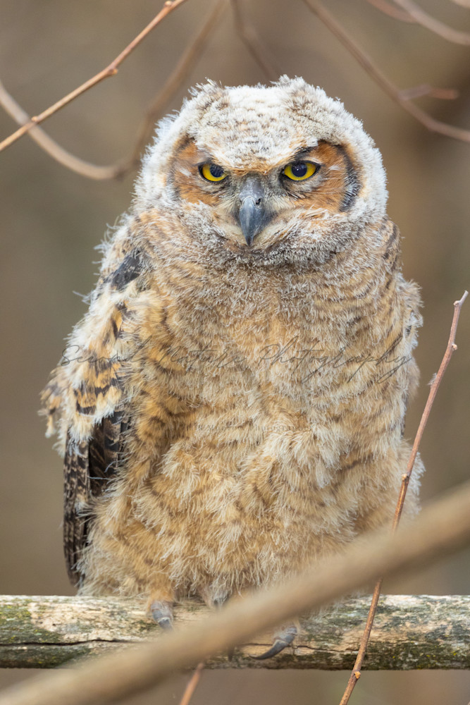 Great Horned Owl Chick Portrait 3 Photography Art | Second Nature Photography