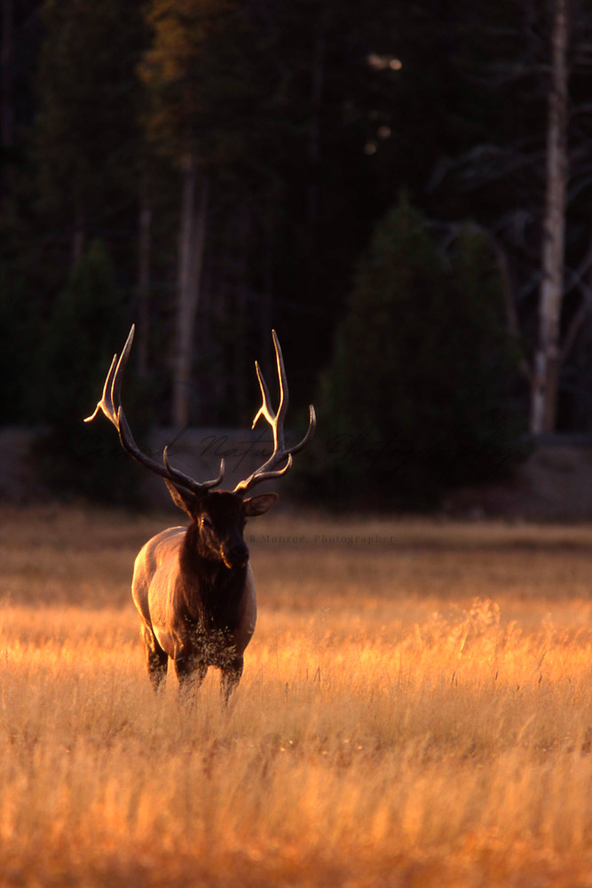 Meadow Elk 3 Photography Art | Second Nature Photography