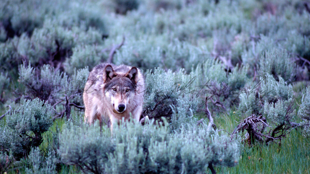 Grey Wolf In Sage Photography Art | Second Nature Photography