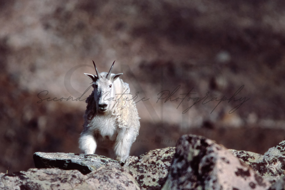 Mountain Goat, Beartooth Mountains 3 Photography Art | Second Nature Photography