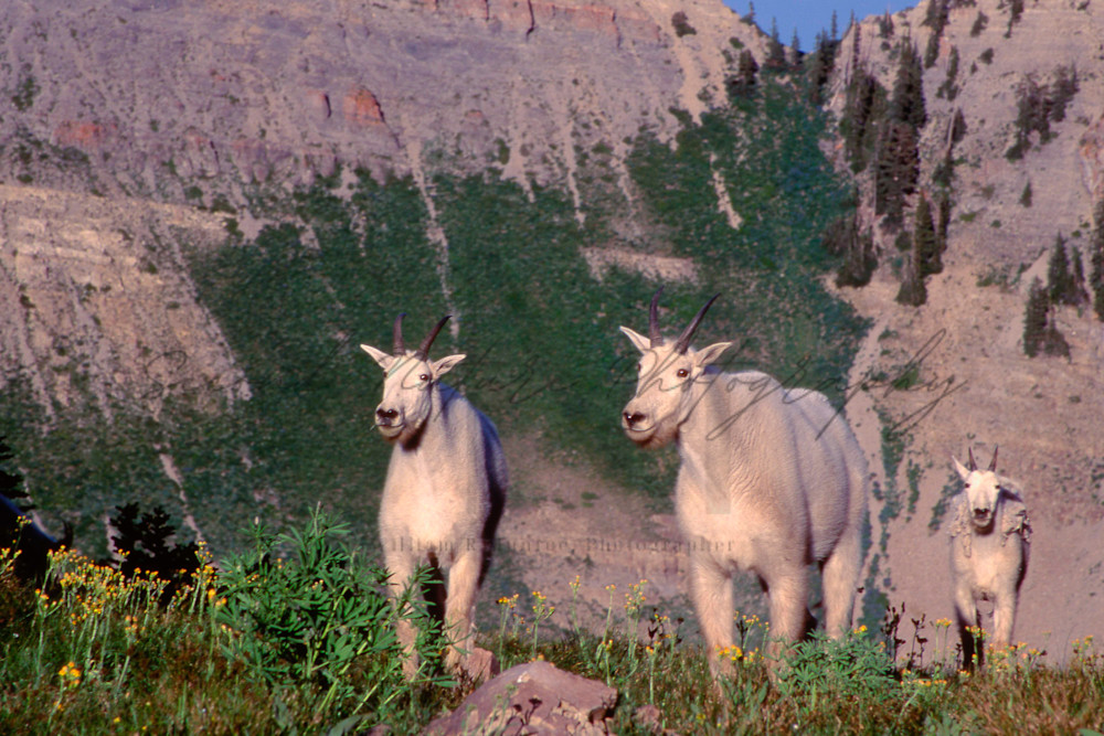 Mountain Goat Family, Mt. Timpanogas Photography Art | Second Nature Photography