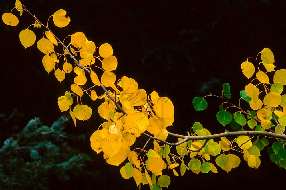 Fall Aspen Leaves Photography Art | Second Nature Photography