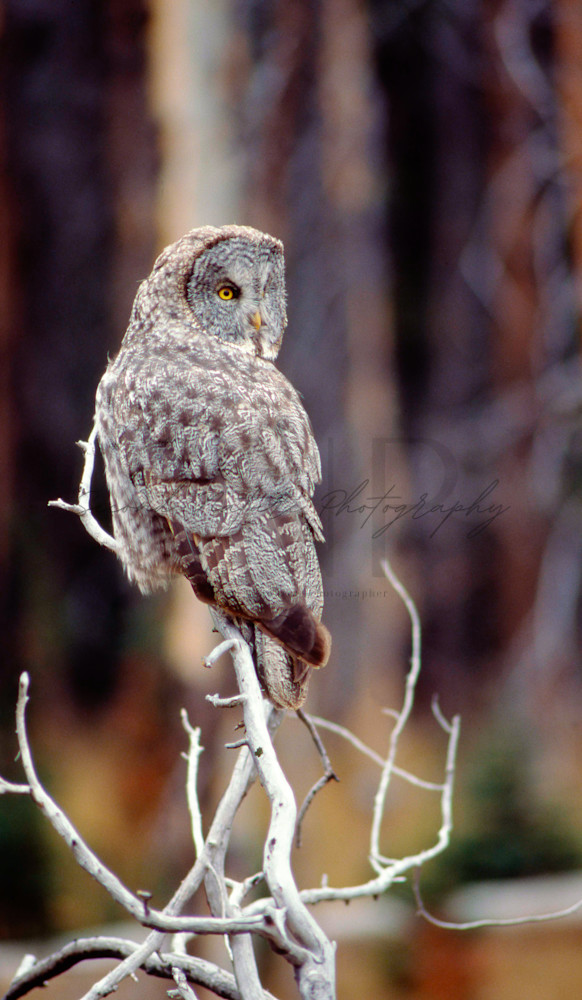 Great Gray Owl Perched Photography Art | Second Nature Photography