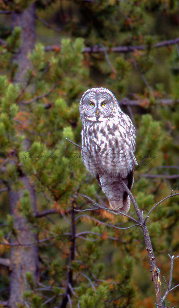 Great Gray Owl Perched 2 Photography Art | Second Nature Photography