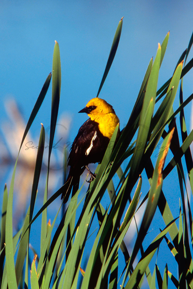 Yellow Headed Blackbird Photography Art | Second Nature Photography