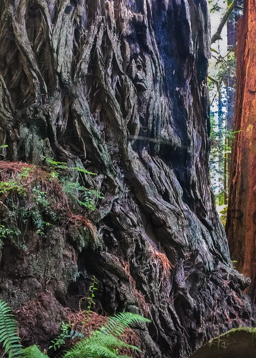 Prairie Creek Redwood Trunks #2 Art | Patrick Cosgrove Art and Photography