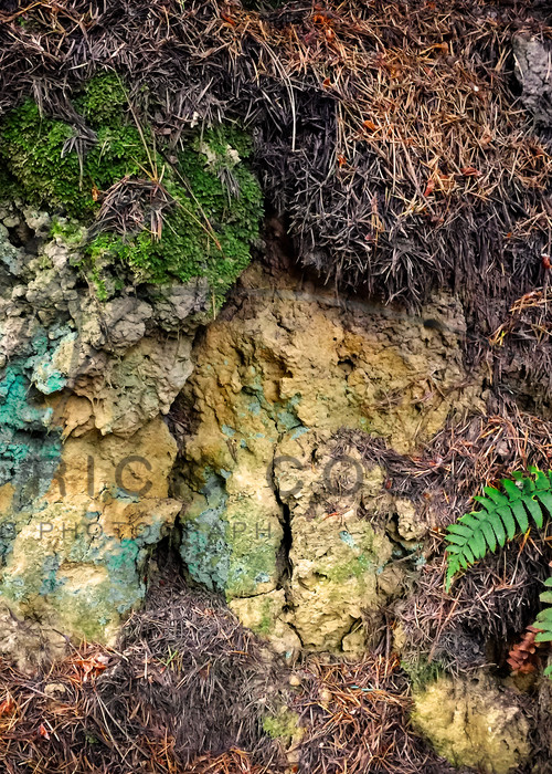 Palomarin Lichen And Fern Art | Patrick Cosgrove Art and Photography