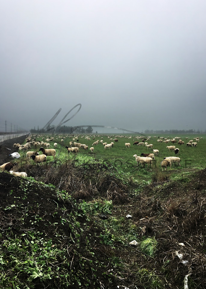 Sheep graze beneath a Winter fog in rural Yolo County.